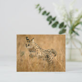 Serval (Leptailurus Serval) springend Briefkaart (Staand voorkant)