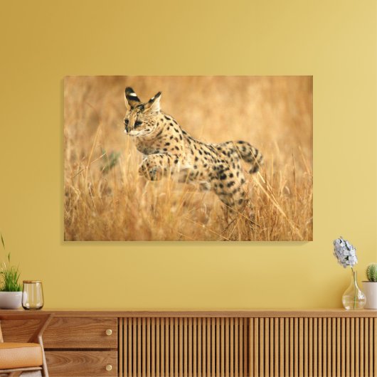 Serval (Leptailurus Serval) springend Canvas Afdruk (Insitu (Woonkamer))