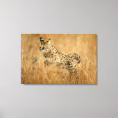 Serval (Leptailurus Serval) springend Canvas Afdruk (Voorkant)