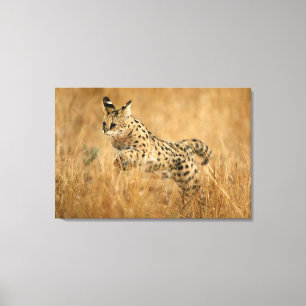 Serval (Leptailurus Serval) springend Canvas Afdruk