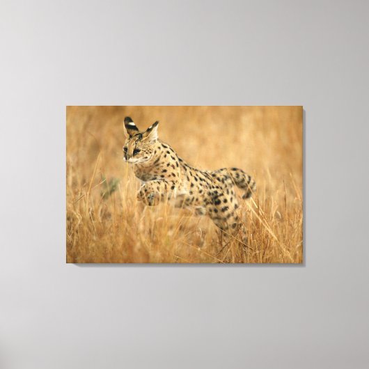 Serval (Leptailurus Serval) springend Canvas Afdruk (Voorkant)