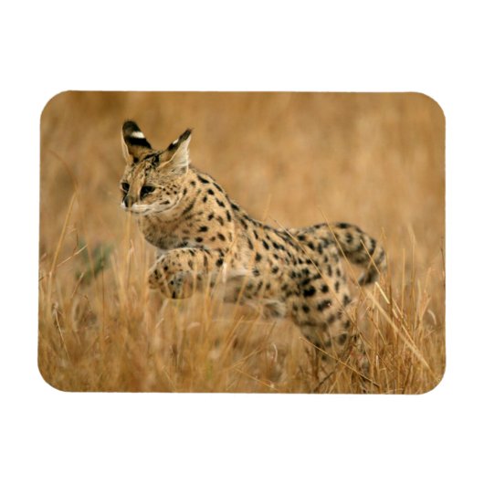 Serval (Leptailurus Serval) springend Magneet (Horizontaal)