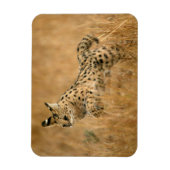 Serval (Leptailurus Serval) springend Magneet (Verticaal)