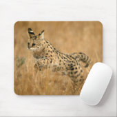 Serval (Leptailurus Serval) Springend Muismat (Met muis)
