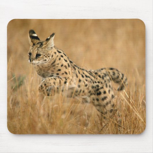 Serval (Leptailurus Serval) Springend Muismat (Voorkant)