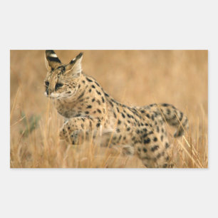 Serval (Leptailurus Serval) springend Rechthoekige Sticker