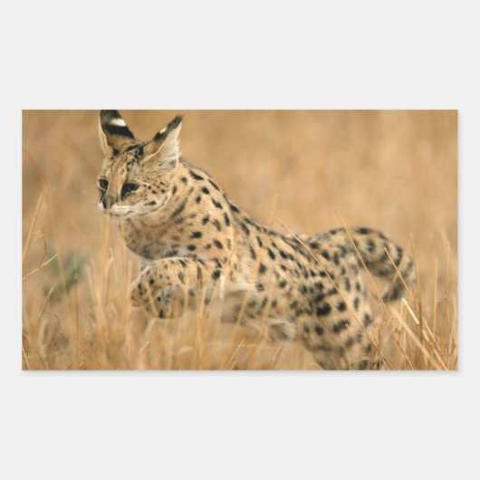 Serval (Leptailurus Serval) springend Rechthoekige Sticker (Voorkant)