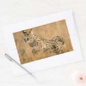 Serval (Leptailurus Serval) springend Rechthoekige Sticker (Envelop)