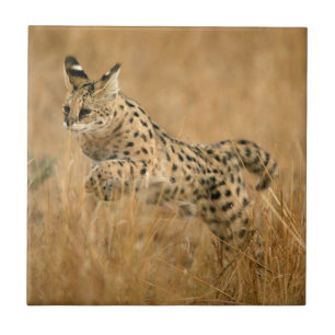 Serval (Leptailurus Serval) Springend Tegeltje
