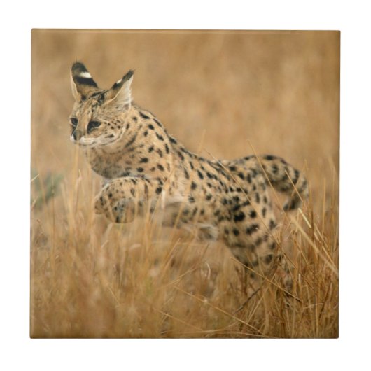 Serval (Leptailurus Serval) Springend Tegeltje (Voorkant)