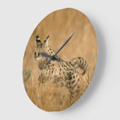 Serval (Leptailurus Serval) springt Grote Klok (Hoek)