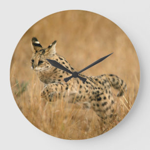 Serval (Leptailurus Serval) springt Grote Klok