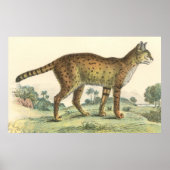 Serval Poster (Voorkant)