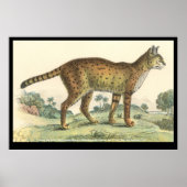 Serval Poster (Voorkant)