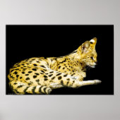 Serval Print (Voorkant)
