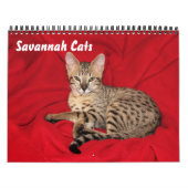 Serval Savannah Cat Calendar Kalender (Hoes)
