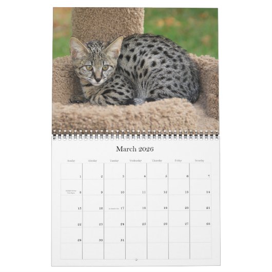 Serval Savannah Cat Calendar Kalender (Mar 2026)