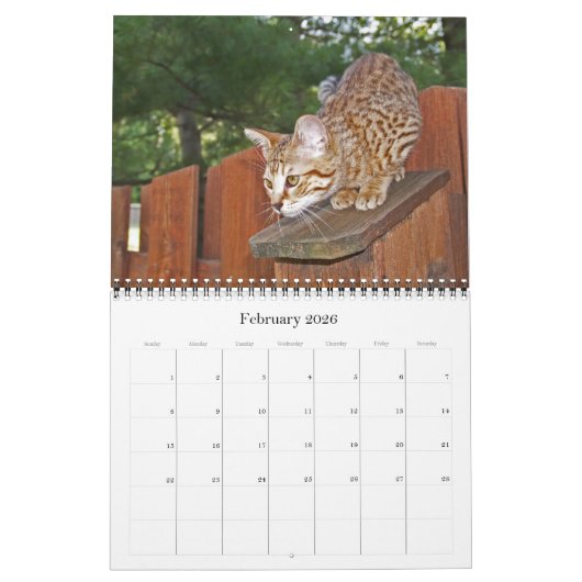 Serval Savannah Cat Calendar Kalender (Feb 2026)