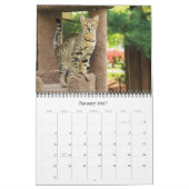 Serval Savannah Cat Calendar Kalender (Jan 2027)