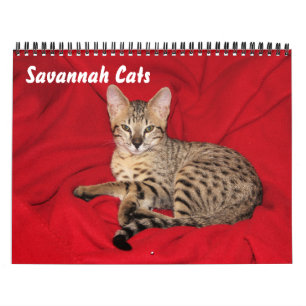 Serval Savannah Cat Calendar Kalender