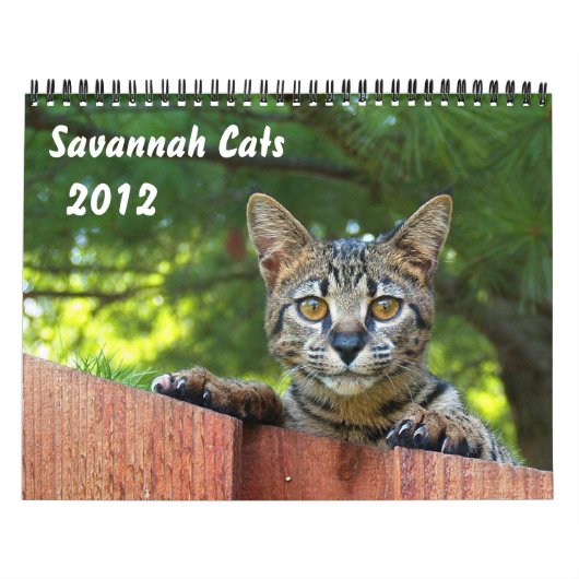 Serval Savannah Cat Calendar Kalender (Hoes)
