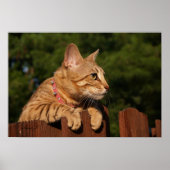 Serval Savannah Kitten USA Canvas Print (Voorkant)