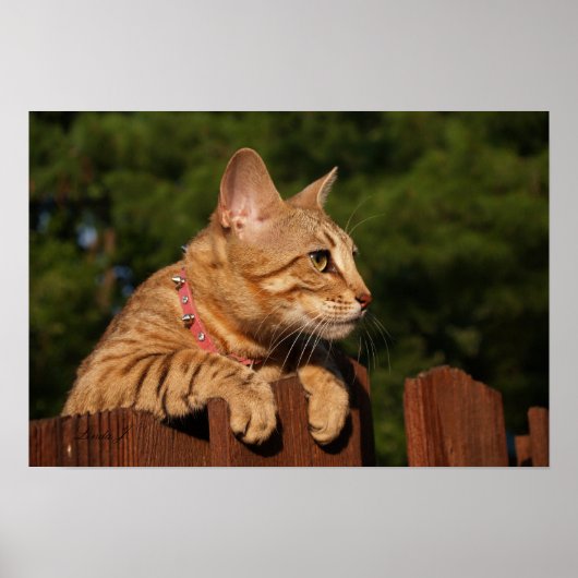 Serval Savannah Kitten USA Canvas Print (Voorkant)