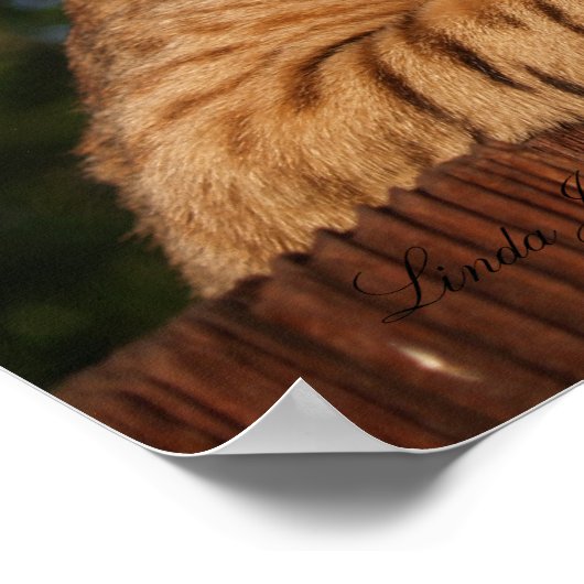 Serval Savannah Kitten USA Canvas Print (Hoek)