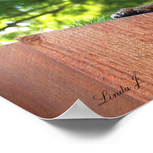 Serval Savannah Kitten USA Canvas Print (Hoek)