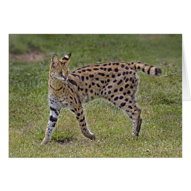 Serval Wild African Cat (Voorkant Horizontaal)