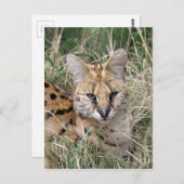 Servale kattenontspanning in gras briefkaart (Voorkant / Achterkant)