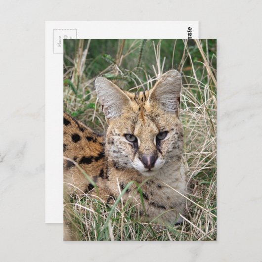 Servale kattenontspanning in gras briefkaart (Voorkant / Achterkant)