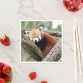 Servetten Foto rode panda, dieren 0464. (Insitu)