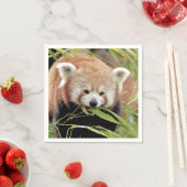 Servetten Foto rode panda , dieren 0468. (Insitu)