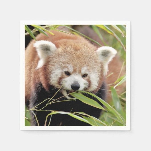 Servetten Foto rode panda , dieren 0468. (Voorkant)