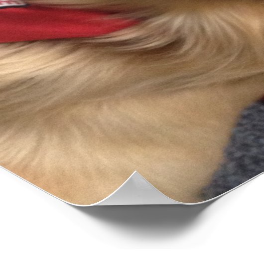 Service Dog Jonah glimlacht op het Poster van de D (Hoek)