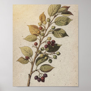 Serviceberrytak met Bessen Botanische Poster
