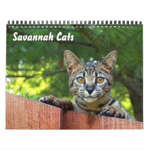 Servisch Savannah Cat Calendar Kalender