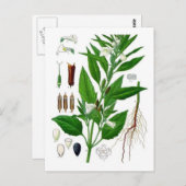 Sesam Briefkaart (Voorkant / Achterkant)