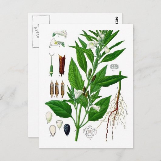 Sesam Briefkaart (Voorkant / Achterkant)