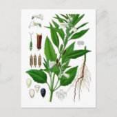 Sesam Briefkaart (Voorkant)