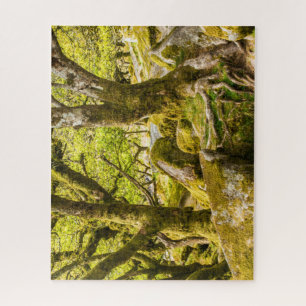 Sessile eiken en mos in Wistman's Wood Legpuzzel