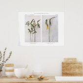 Sessile-Leaved Bellwort - Uvularia sessilifolia Poster (Keuken)