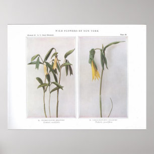 Sessile-Leaved Bellwort - Uvularia sessilifolia Poster