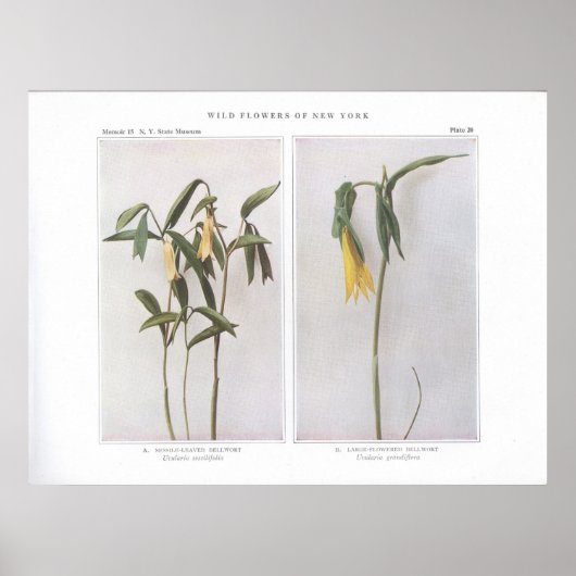 Sessile-Leaved Bellwort - Uvularia sessilifolia Poster (Voorkant)