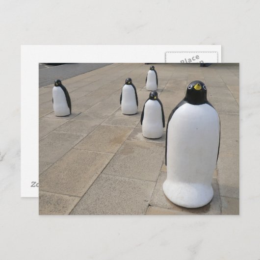 Set Penguins Briefkaart (Voorkant / Achterkant)