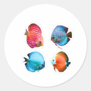 Set van 4 levendige Discusvisstickers - Tropisch F Ronde Sticker