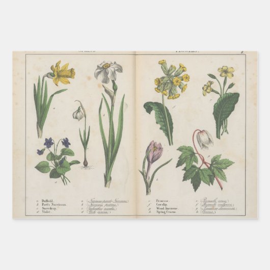 Set van drie antiek botanische kunst print inpakpapier vel (Voorkant 3)