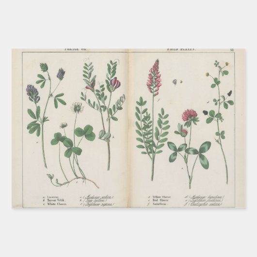 Set van drie antiek botanische kunst print inpakpapier vel (Voorkant)