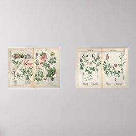 Set van twee reproductie Antiek Wildflower Prints